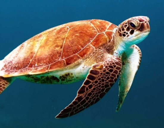 African Nation Are Strugling To Save Their Wildlife Two