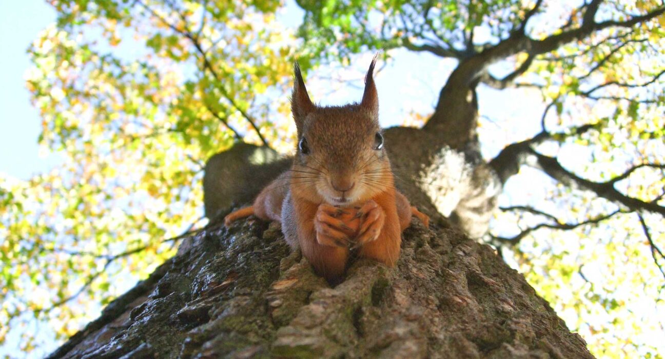 African Nation Are Strugling To Save Their Wildlife 2 African Nation Are Strugling To Save Their Wildlife