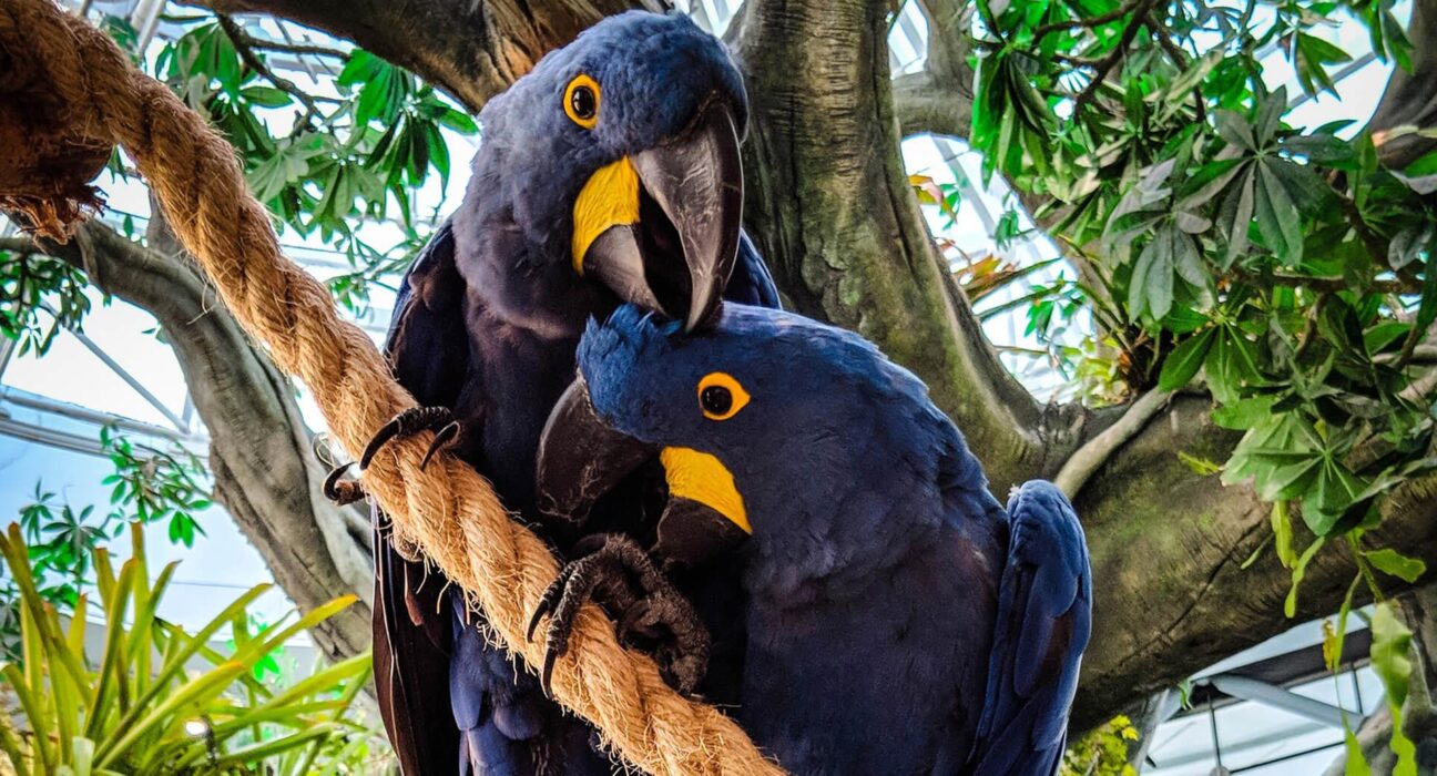 Painted Wolves Caught on Camera Hunting Baboons for the First Time 2 Painted Wolves Caught on Camera Hunting Baboons for the First Time