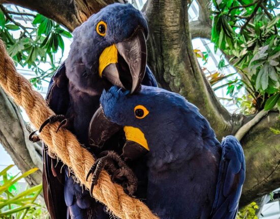 Painted Wolves Caught on Camera Hunting Baboons for the First Time