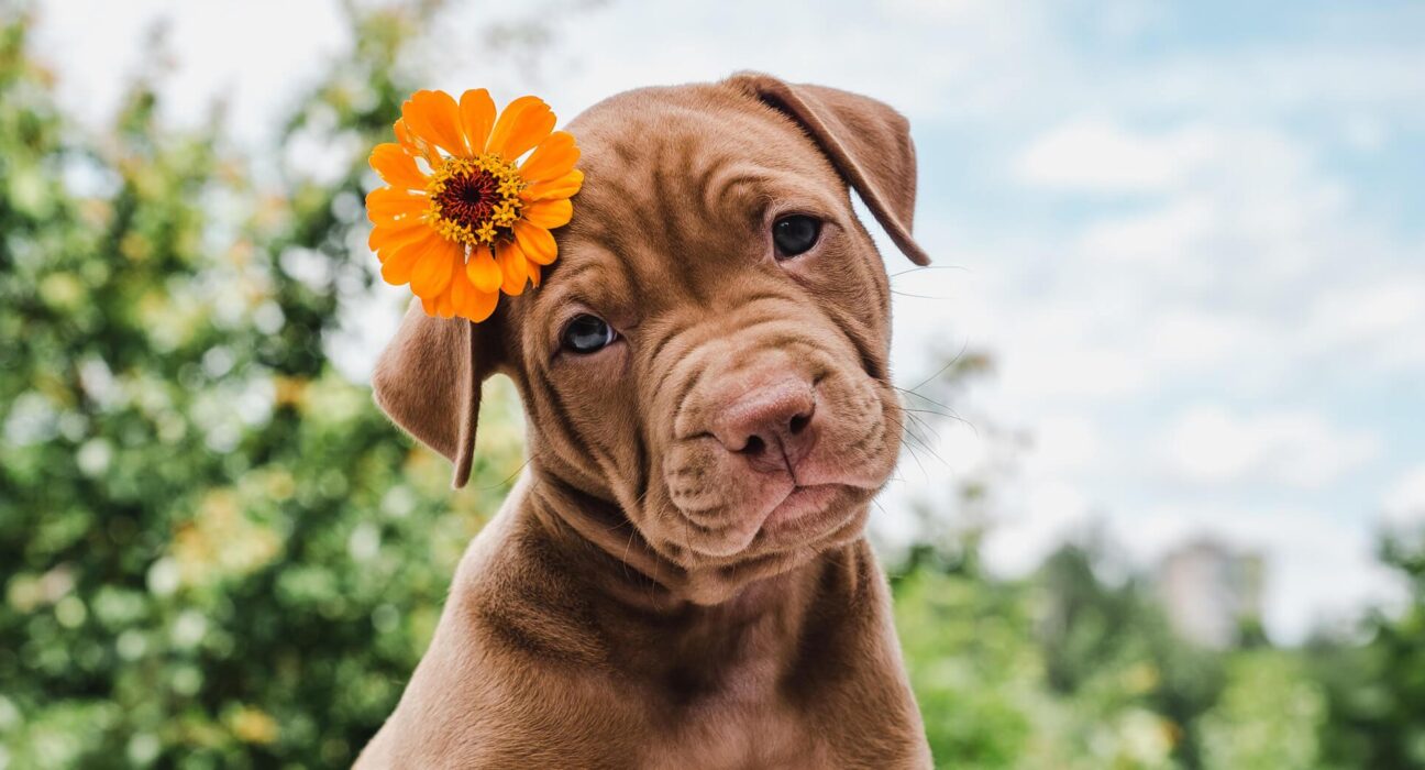 Habitat Fragmentation Causes Inbreeding in California Cougars 2 Habitat Fragmentation Causes Inbreeding in California Cougars