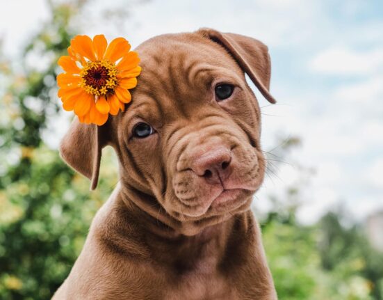 Habitat Fragmentation Causes Inbreeding in California Cougars