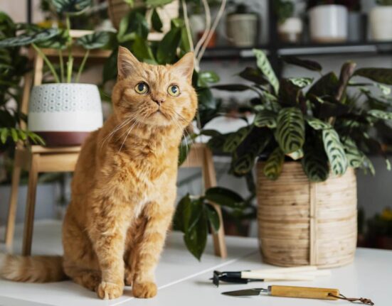 Iguana with Back Fangs Spotted for the First Time in Two Decades