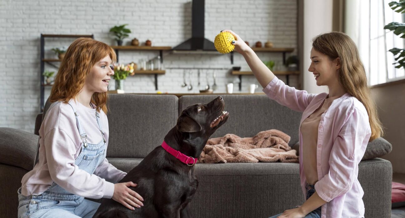 Thousands of Female Koalas Face this Enormous Problem in the Wild 2 Thousands of Female Koalas Face this Enormous Problem in the Wild