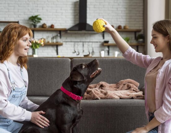 Thousands of Female Koalas Face this Enormous Problem in the Wild