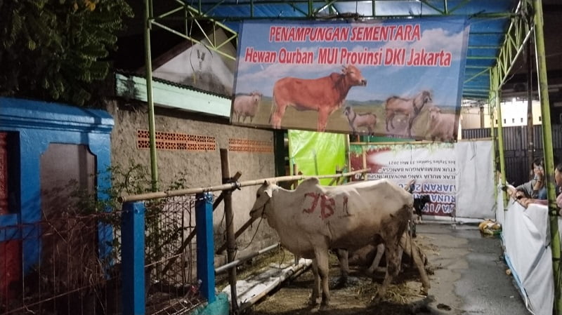 Idul Adha 1445 H, MUI DKI Jakarta Salurkan 20 Hewan Kurban